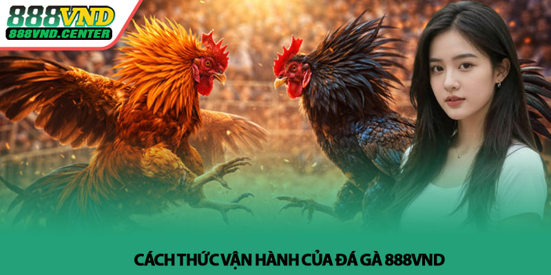Đá gà 888VND - Theo dõi trận đấu, cảm nhận từng nhịp 2 Cách thức vận hành của Đá gà 888VND