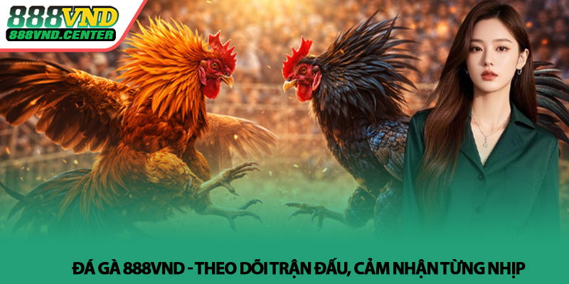 Đá gà 888VND - Theo dõi trận đấu, cảm nhận từng nhịp 1 Đá gà 888VND - Theo dõi trận đấu, cảm nhận từng nhịp