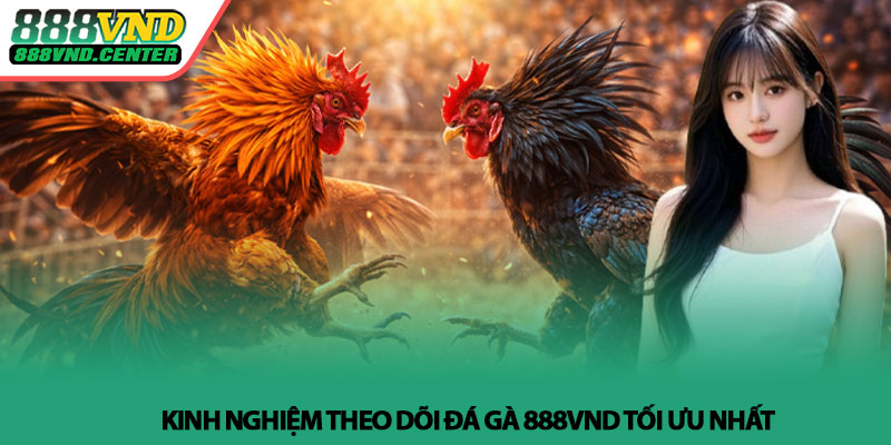 Đá gà 888VND - Theo dõi trận đấu, cảm nhận từng nhịp 4 Kinh nghiệm theo dõi Đá gà 888VND tối ưu nhất