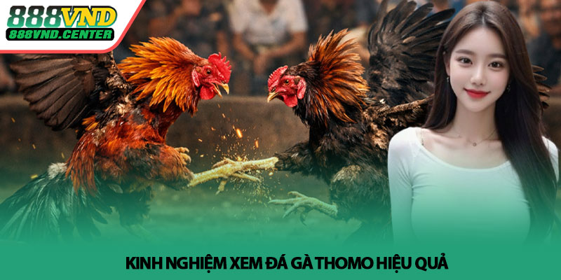 Link xem đá gà Thomo - Trực tiếp nhanh nhất tại 888VND 4 Kinh nghiệm xem đá gà Thomo hiệu quả