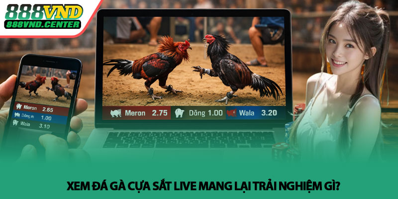 Xem đá gà cựa sắt live - Trực tiếp sắc nét tại 888VND 2 Xem đá gà cựa sắt live mang lại trải nghiệm gì?